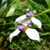 Walking Iris Plants - 4 Live Purple Perennial Flowering Plants Spring Planting