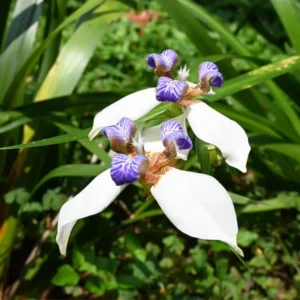 Walking Iris Plants - 4 Live Purple Perennial Flowering Plants Spring Planting