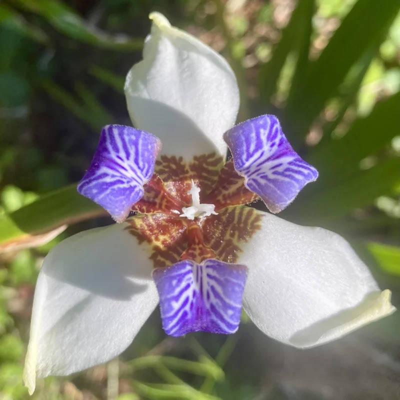 Walking Iris Plants - 4 Live Purple Perennial Flowering Plants Spring Planting