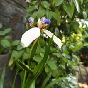 Walking Iris Plants - 4 Live Purple Perennial Flowering Plants Spring Planting