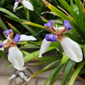 Walking Iris Plants - 4 Live Purple Perennial Flowering Plants Spring Planting