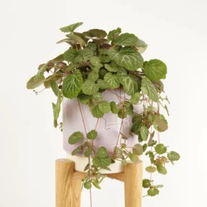 Strawberry Begonia Plant Live - 4 Inch Indoor Outdoor Houseplant