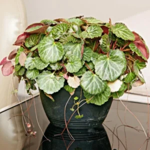 Strawberry Begonia Plant Live - 4 Inch Indoor Outdoor Houseplant