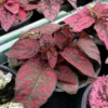 Hypoestes Phyllostachya Live Plants - Red Polka Dot Starter - Indoor Houseplants