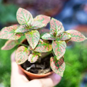 Red Polka Dot Plant 3-Pack Hypoestes Live Indoor Houseplants
