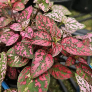 Red Polka Dot Plant 3-Pack Hypoestes Live Indoor Houseplants