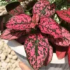 Red Polka Dot Plant 3-Pack Hypoestes Live Indoor Houseplants