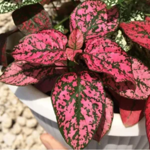 Red Polka Dot Plant 3-Pack Hypoestes Live Indoor Houseplants