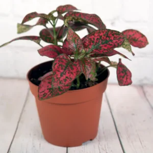 Red Polka Dot Plant 3-Pack Hypoestes Live Indoor Houseplants