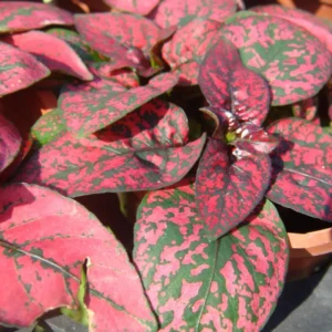 Hypoestes Plant Set - 3 Polka Dot Plants Live Rooted 3 Inches - Rare Houseplants Indoor