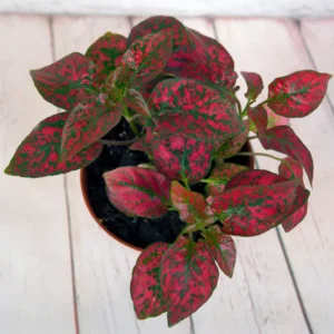 Hypoestes Plant Set - 3 Polka Dot Plants Live Rooted 3 Inches - Rare Houseplants Indoor