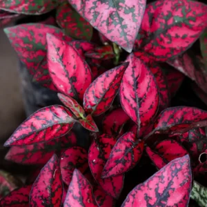 Hypoestes Plant Set - 3 Polka Dot Plants Live Rooted 3 Inches - Rare Houseplants Indoor