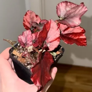 Red Begonia Live Plants - 3 Pack Indoor House Plants