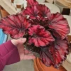 Red Begonia Live Plants - 3 Pack Indoor House Plants