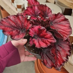Red Begonia Live Plants - 3 Pack Indoor House Plants