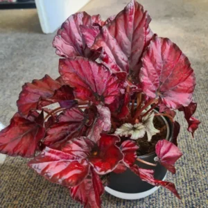 Red Begonias Live Plants - 3 Pack Indoor House Plants
