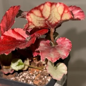 Red Begonias Live Plants - 3 Pack Indoor House Plants