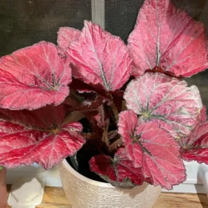 Red Begonias Live Plants - 3 Pack Indoor House Plants