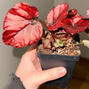 Begonias Live Plants Indoor - 3 Rare Red Begonias - Live Houseplants