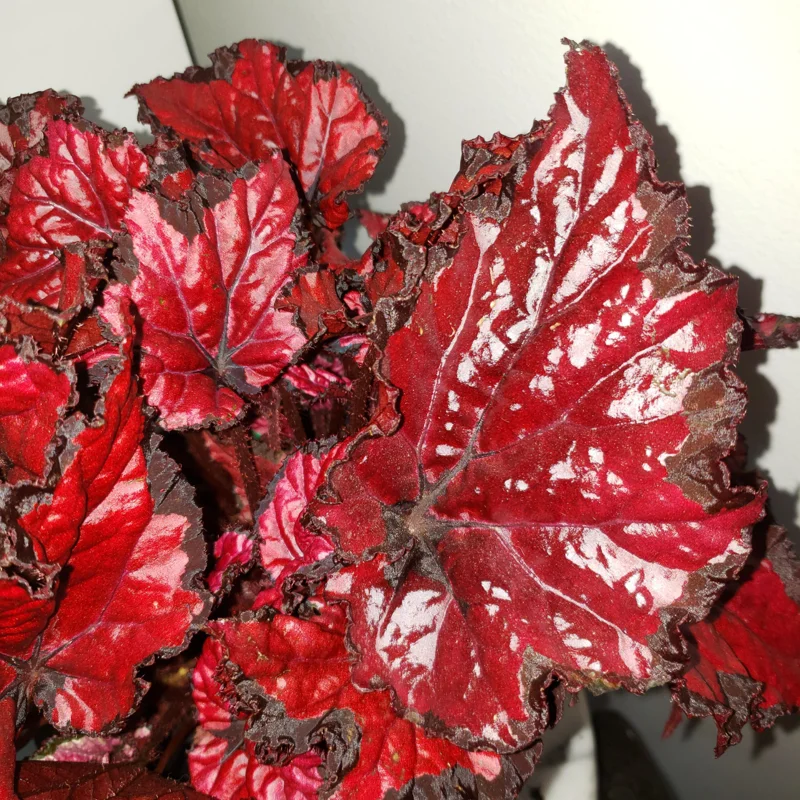Begonias Live Plants Indoor - 3 Rare Red Begonias - Live Houseplants