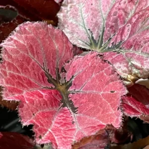 Begonias Live Plants Indoor - 3 Rare Red Begonias - Live Houseplants
