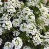 Sweet Alyssum Flower Plants - 4 Inch Potted Perennial Alyssum