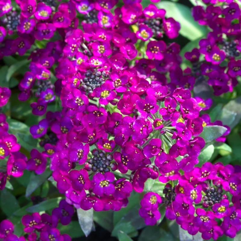 Sweet Alyssum Flower Plants - 4 Inch Potted Perennial Alyssum