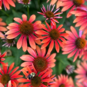 Coneflower Plants Live - Echinacea Perennial Flower 2.5 Inch Potted