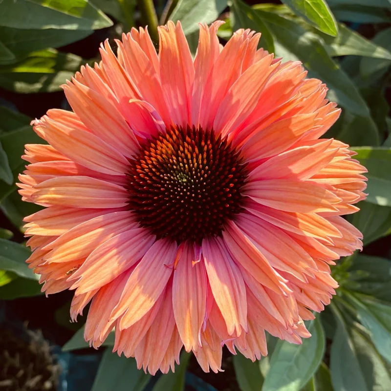 Coneflower Plants Live - Echinacea Perennial Flower 2.5 Inch Potted