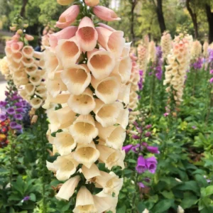 Foxglove Plants Live - 2 Bareroot Flowers For Planting - 4 Inch Height