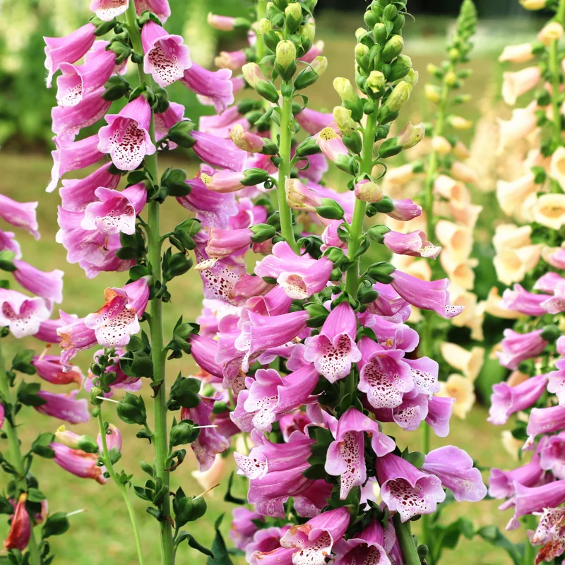 Foxglove Plants Live - 2 Bareroot Flowers For Planting - 4 Inch Height