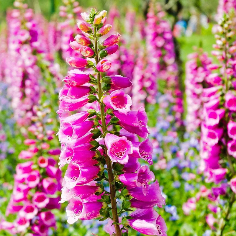 Foxglove Plants Live - 2 Bareroot Flowers For Planting - 4 Inch Height