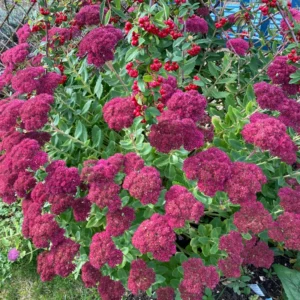 Autumn Joy Sedum Plant Live - 4 Inch Potted Perennial Outdoor Flowering Plant