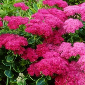 Autumn Joy Sedum Plant - Live Succulent Flower Plant - 4 Inch Potted