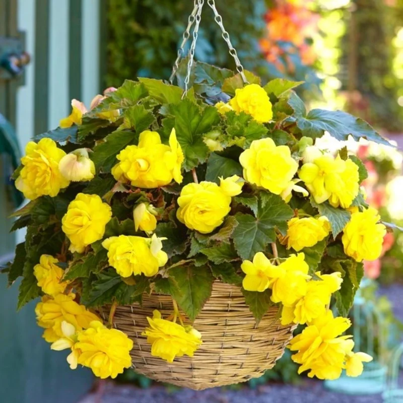 Weeping Begonia Plants - 3 Starter Begonias Live Plants - Indoor/Outdoor Flowers