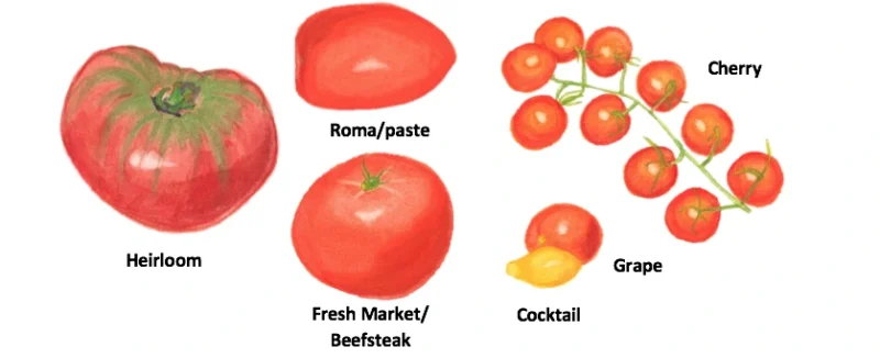 Main-types-of-tomatoes