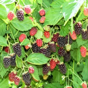 Thornless Boysenberry Plants Live Seedling Pack 5 Perennial Berry Bush