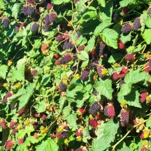 Thornless Boysenberry Plants Live Seedling Pack 5 Perennial Berry Bush