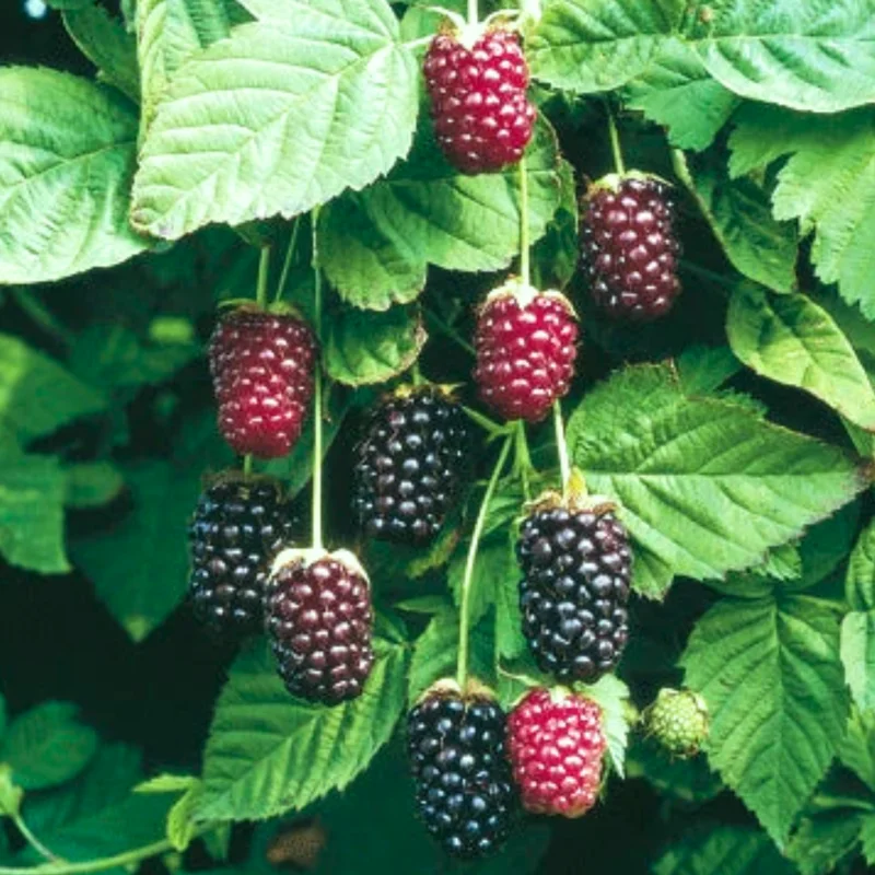 Thornless Boysenberry Plants Live Seedling Pack 5 Perennial Berry Bush