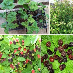 Thornless Boysenberry Plants Live Seedling Pack 5 Perennial Berry Bush
