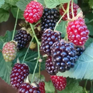 Thornless Boysenberry Plants Live Seedling Pack 5 Perennial Berry Bush