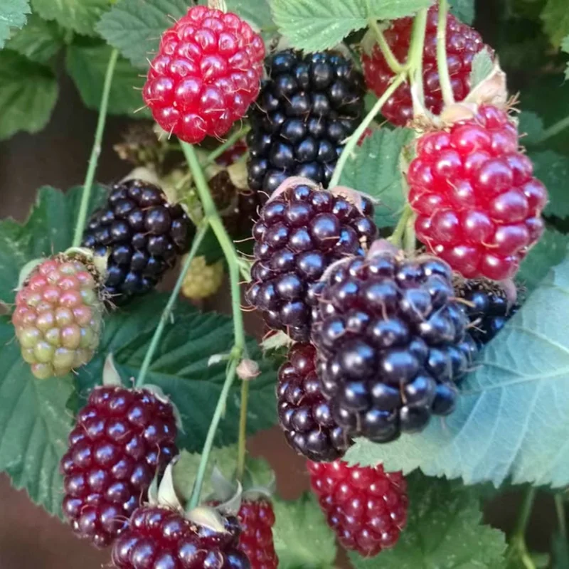 Thornless Boysenberry Plants Live Seedling Pack 5 Perennial Berry Bush