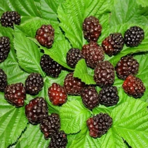 Thornless Boysenberry Plants Live Seedling Pack 5 Perennial Berry Bush