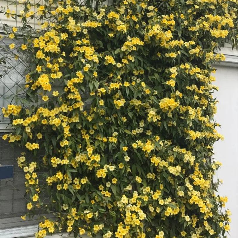 Carolina Jasmine Plant - 3 Inch Pot - Spring Flowering Vine