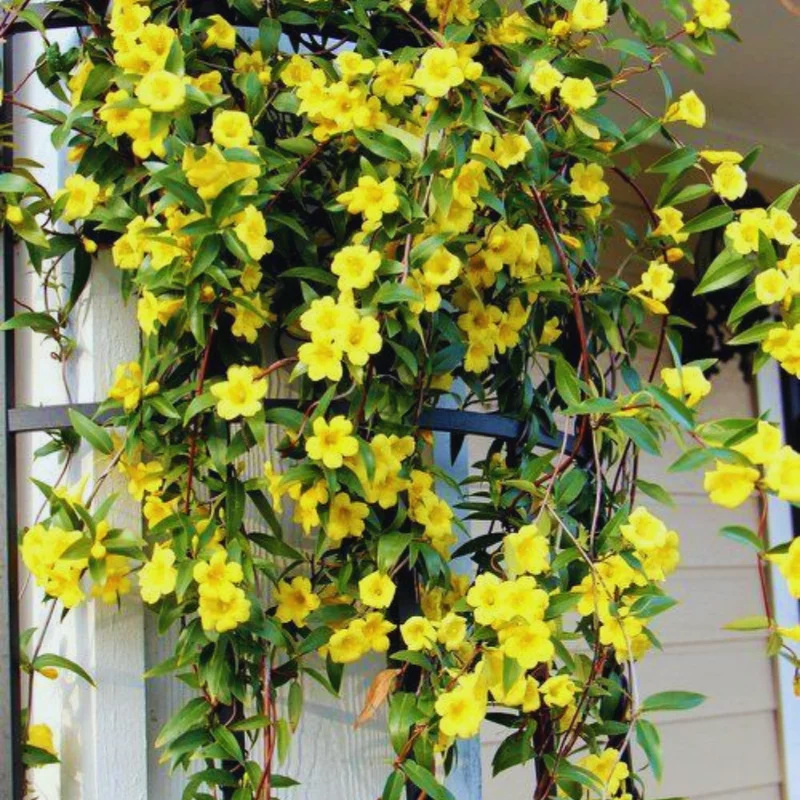 Carolina Jasmine Plant - 3 Inch Pot - Spring Flowering Vine