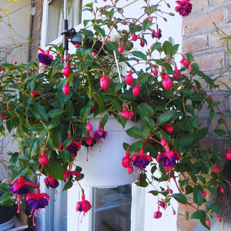 Purple Fuchsia Plant Live - Flowering Plant 3 Inch Indoor Outdoor