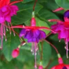 Purple Fuchsia Plant Live - Flowering Plant 3 Inch Indoor Outdoor