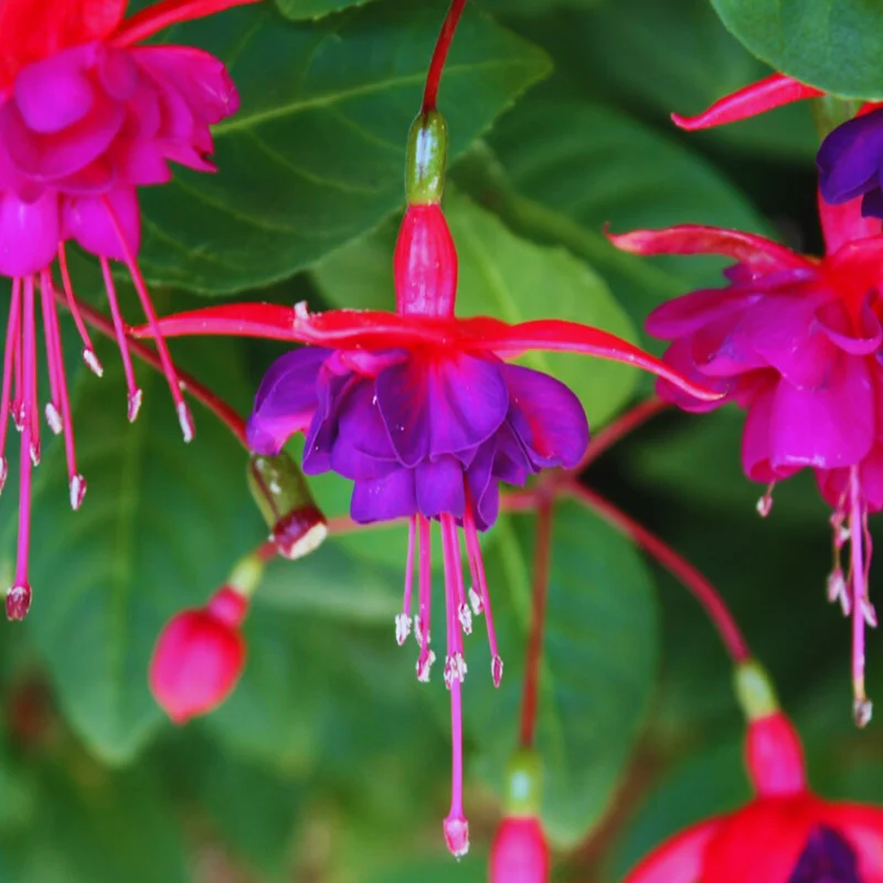 Purple Fuchsia Plant Live - Flowering Plant 3 Inch Indoor Outdoor