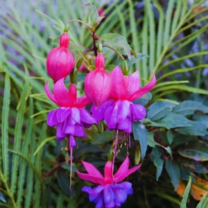 Purple Fuchsia Plant Set - Ornamental Flowering Plant 3-5 Inches
