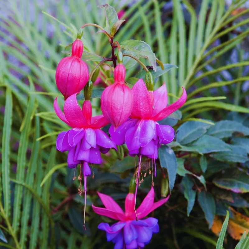 Purple Fuchsia Plant Set - Ornamental Flowering Plant 3-5 Inches